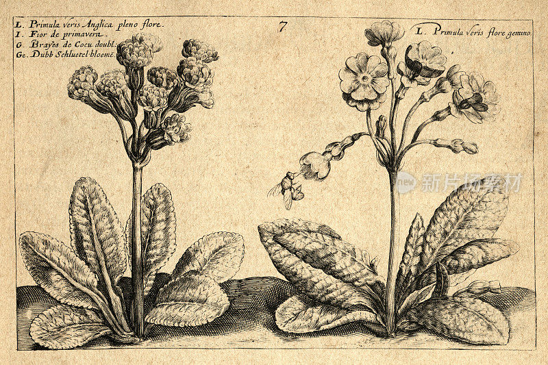 植物艺术版画，报春花，九轮草，草本多年生开花植物，Crispin de Passe，复古插图，17世纪
